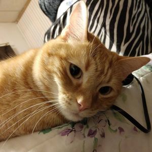 Meet your Posher, Sara